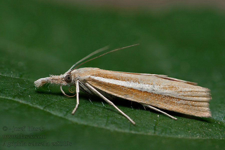 Agriphila selasella