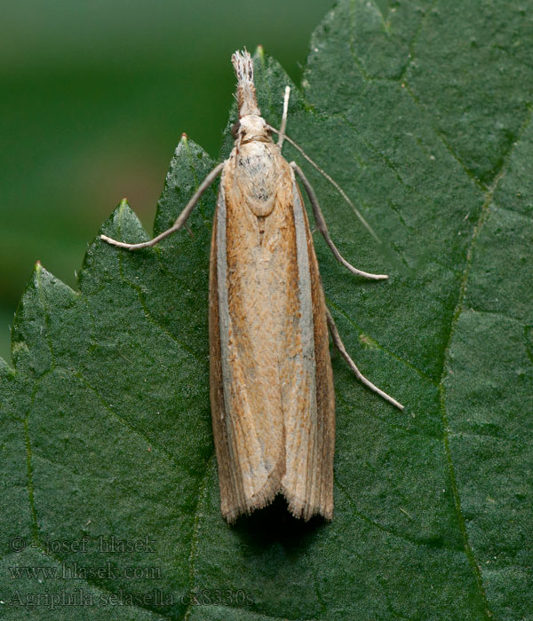 Agriphila selasella