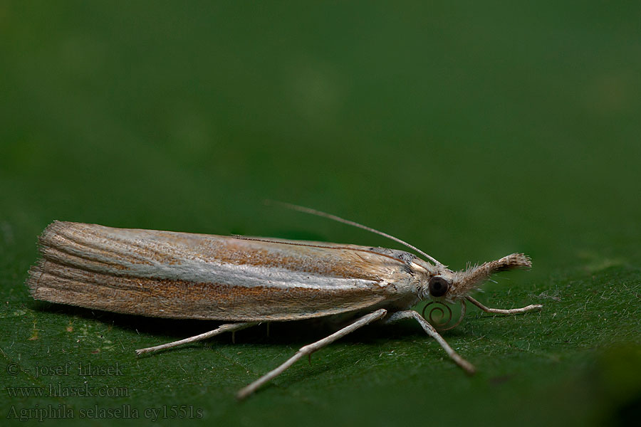 Agriphila selasella