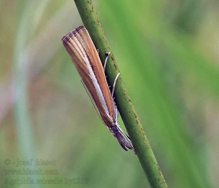 Agriphila selasella Smalle witlijngrasmot