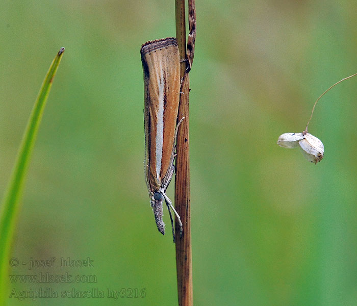 Agriphila selasella Smalle witlijngrasmot