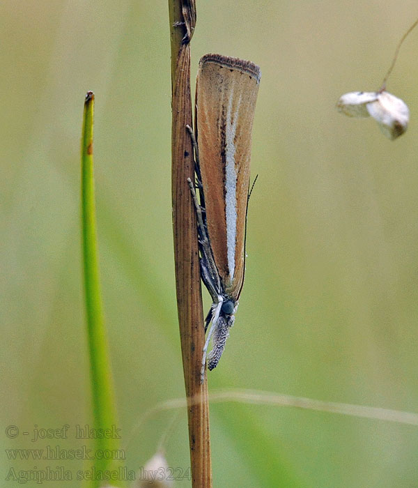 Smalle witlijngrasmot Agriphila selasella