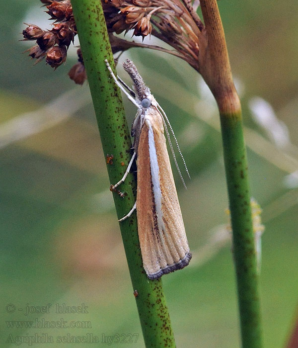 Smalle witlijngrasmot Agriphila selasella