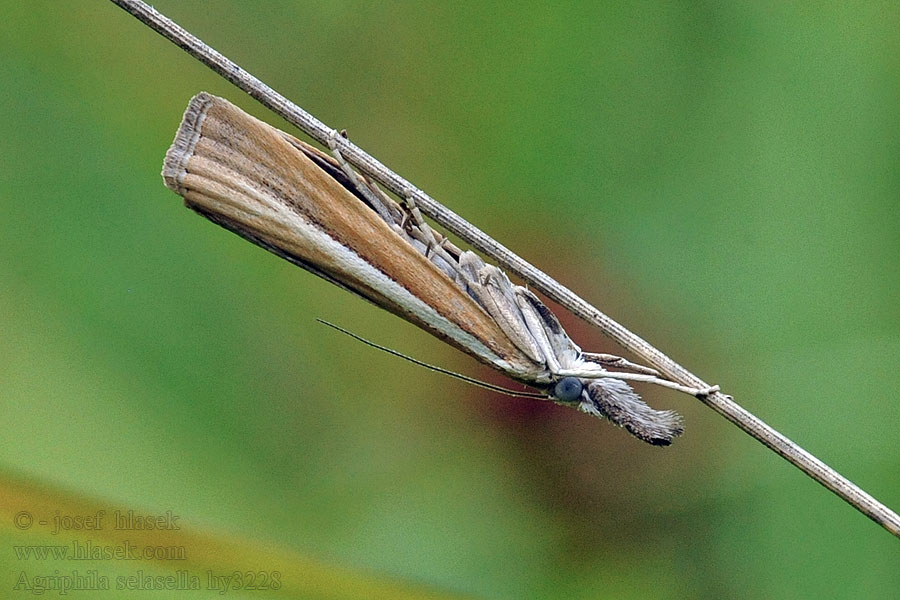 Smalle witlijngrasmot Agriphila selasella