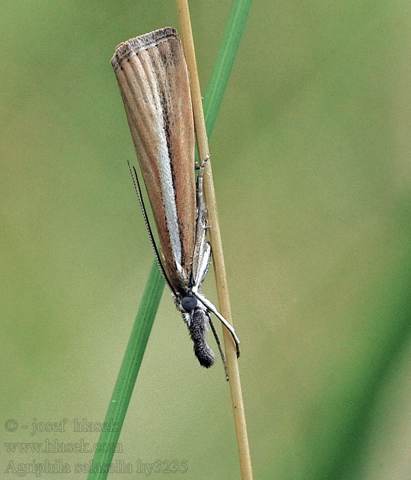 Agriphila selasella