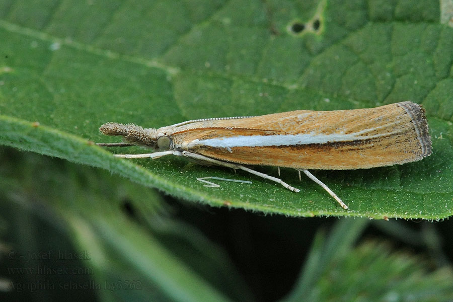 Agriphila selasella