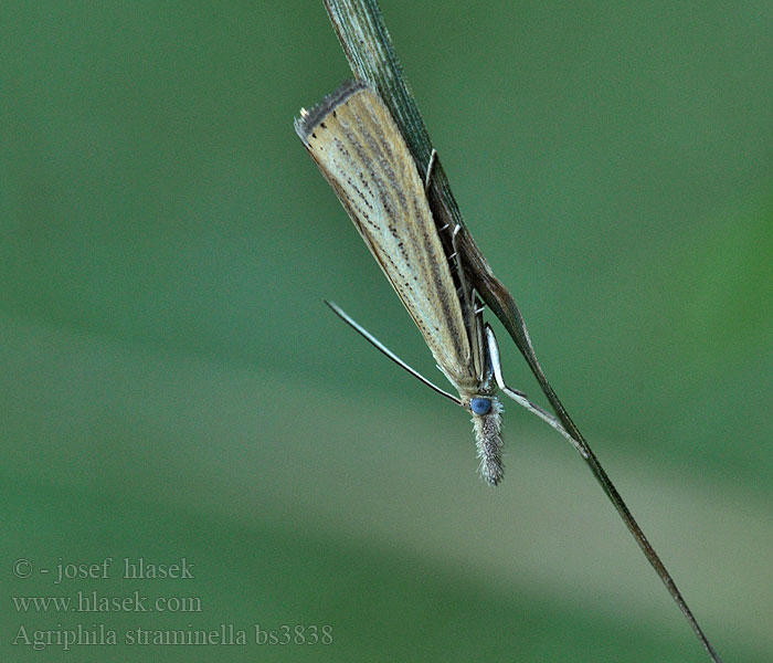 Agriphila straminella Travařík pastvinný Blauwooggrasmot