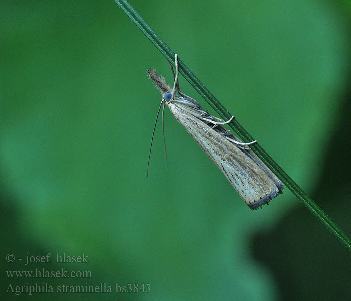 Agriphila straminella Travařík pastvinný