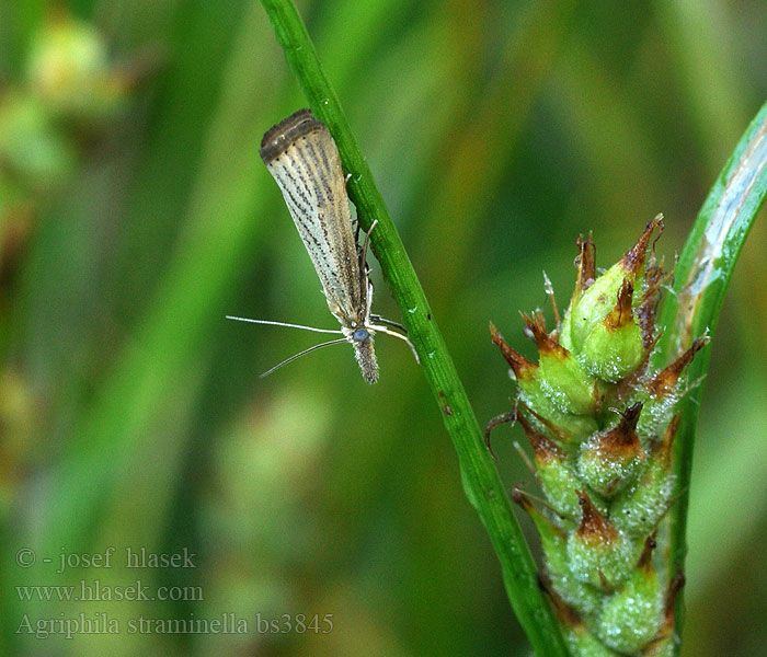 Agriphila straminella Blauwooggrasmot