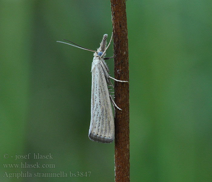 Agriphila straminella