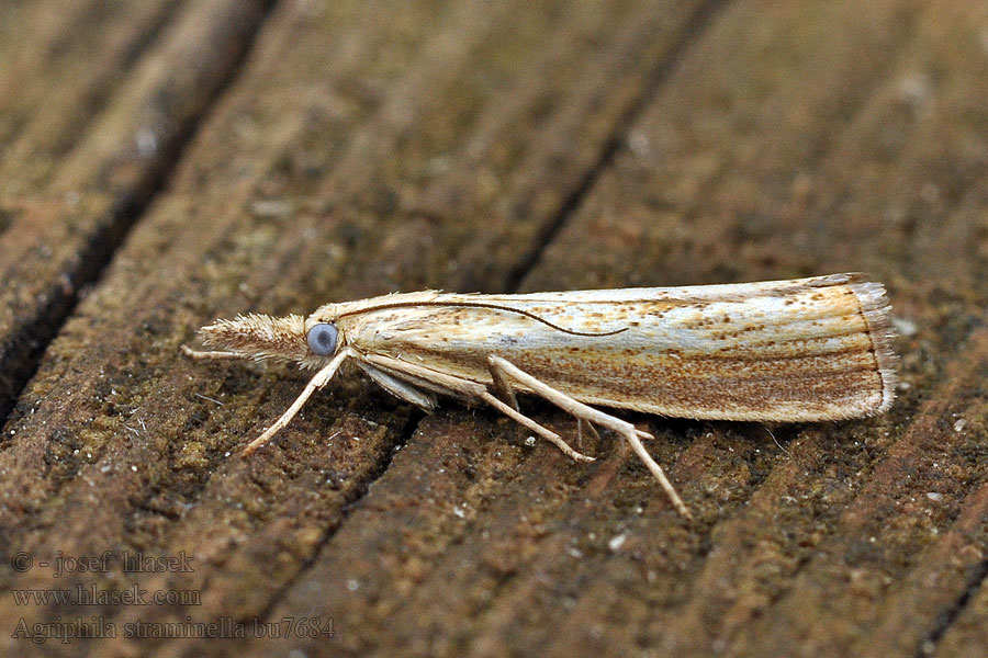 Travařík pastvinný Blauwooggrasmot Agriphila straminella