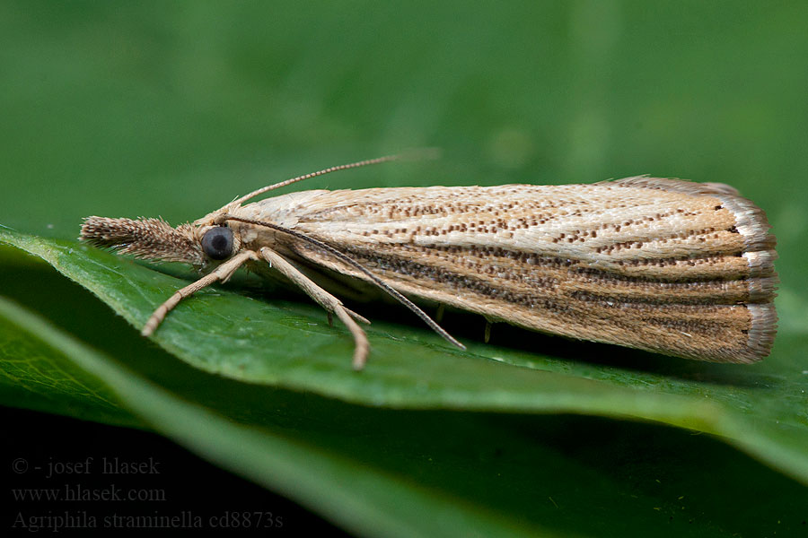 Blauwooggrasmot Agriphila straminella