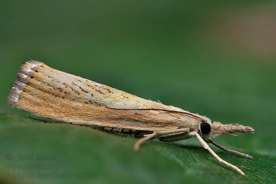 Blauwooggrasmot Agriphila straminella