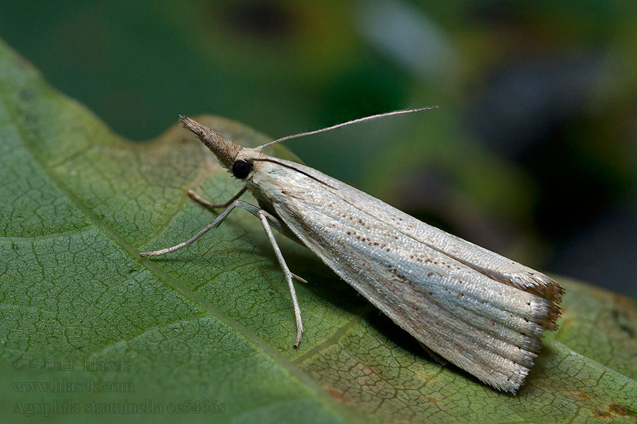 Blauwooggrasmot Agriphila straminella