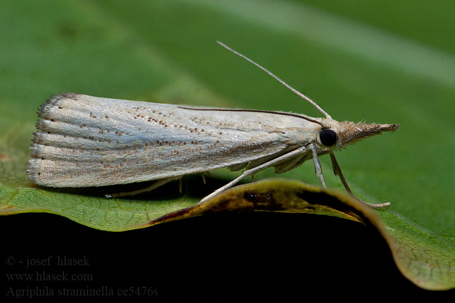 Travařík pastvinný Agriphila straminella Blauwooggrasmot