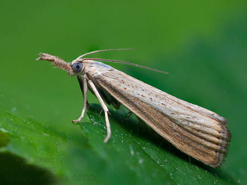 Agriphila straminella