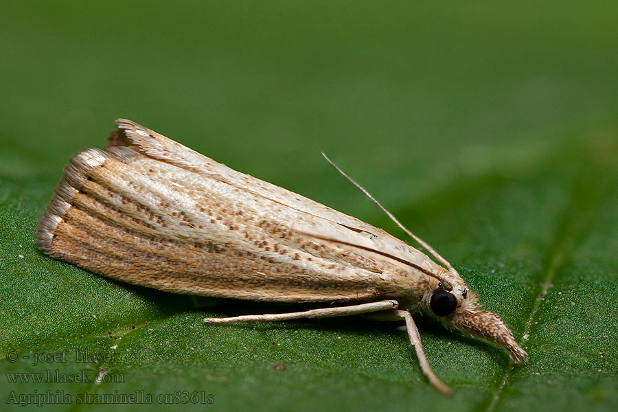 Agriphila straminella