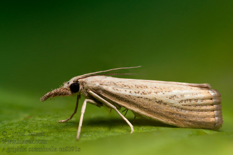 Agriphila straminella