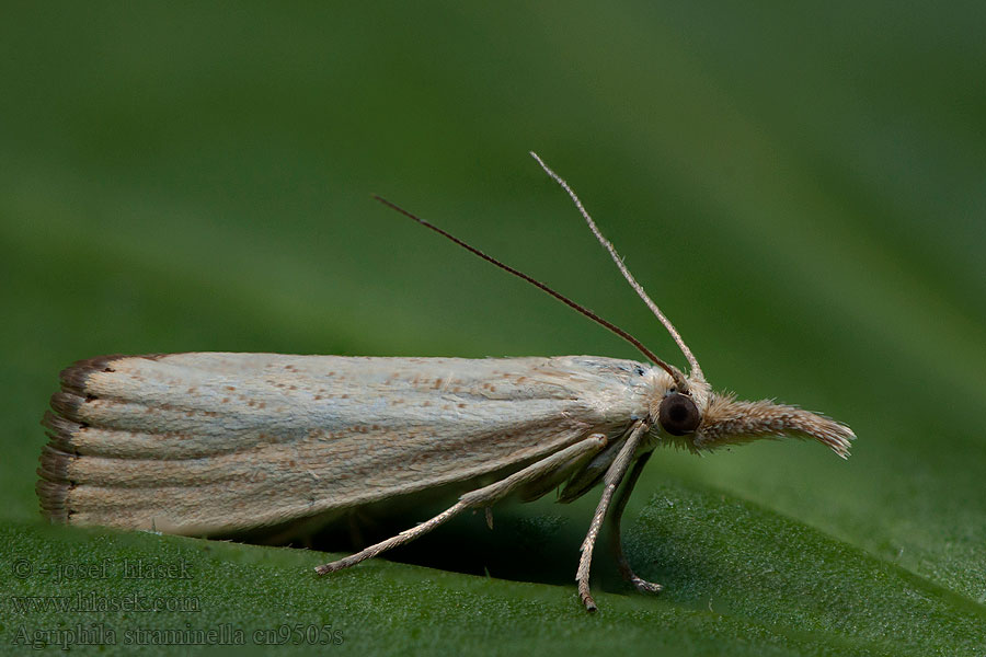 Agriphila straminella