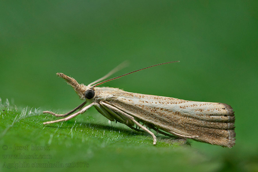 Agriphila straminella