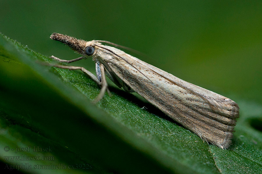 Agriphila straminella