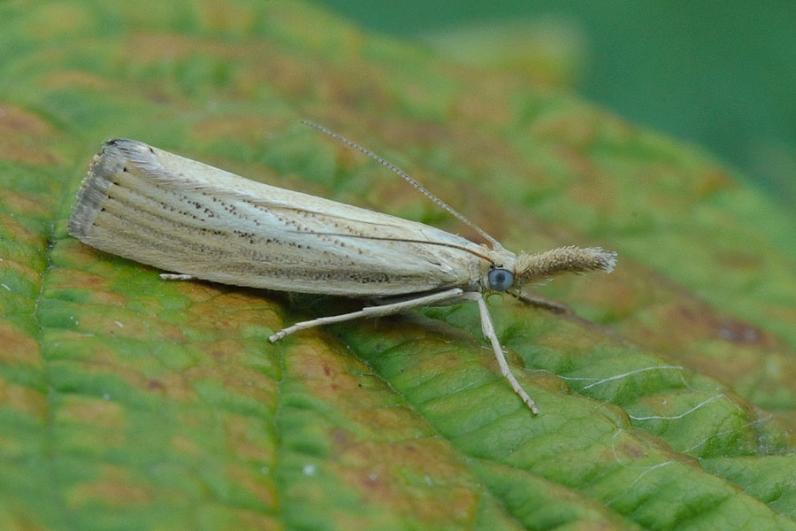 Travařík pastvinný Agriphila straminella Blauwooggrasmot