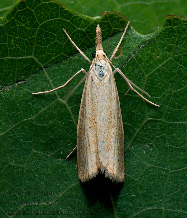 Agriphila straminella