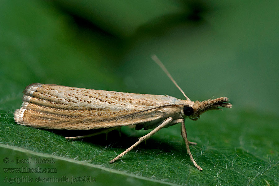 Agriphila straminella