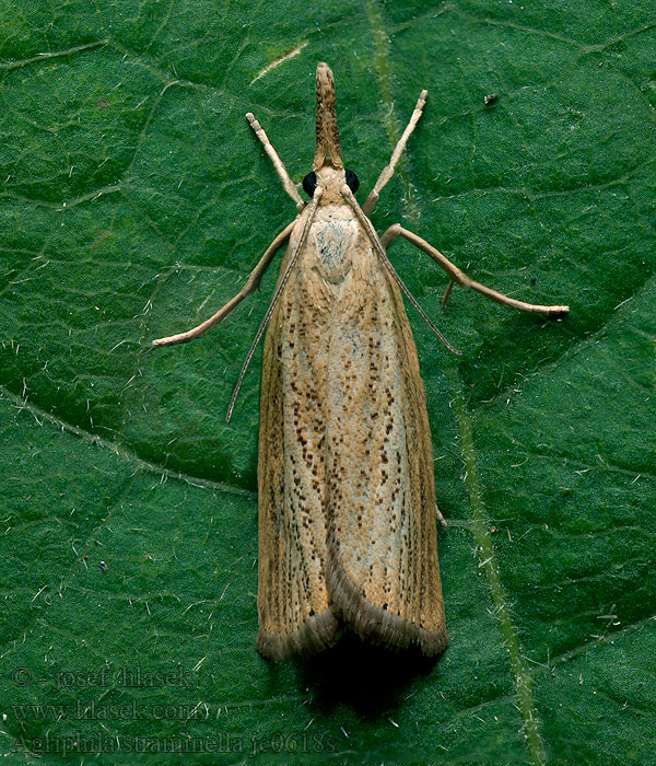 Agriphila straminella