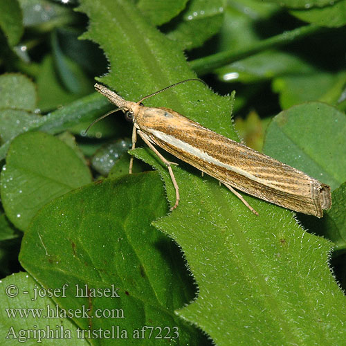 Agriphila tristella Trávovec trávový Travařík travní Isoheinäkoisa Okernebbmott Wachlarzyk zmienniczek Dystert gräsmott Gyászos fűgyökérmoly Травянка темноватая