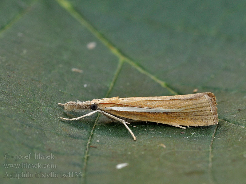 Agriphila tristella Travařík travní Isoheinäkoisa Okernebbmott