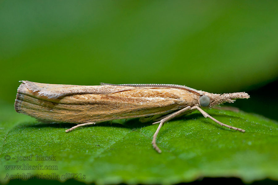 Travařík travní Agriphila tristella