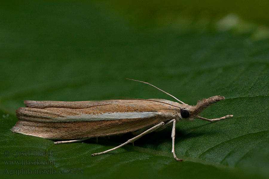 Agriphila tristella