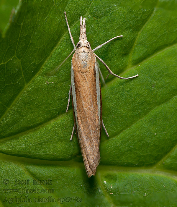 Agriphila tristella