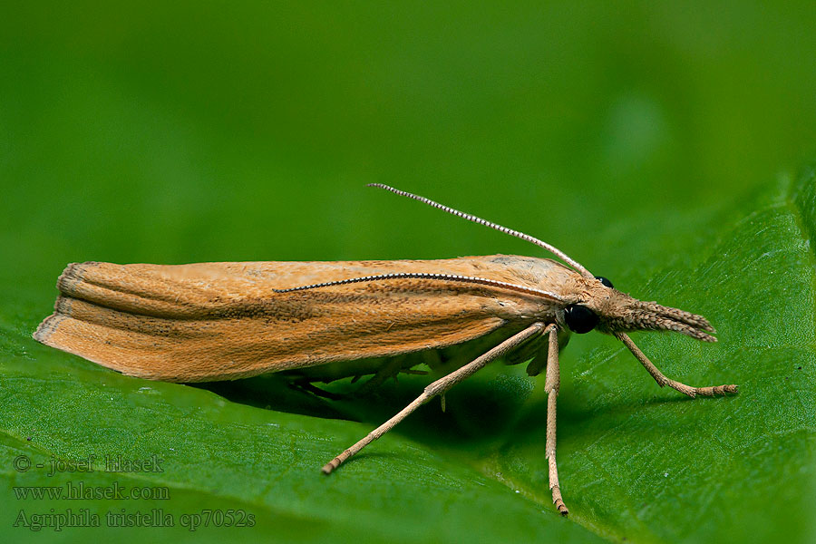 Agriphila tristella