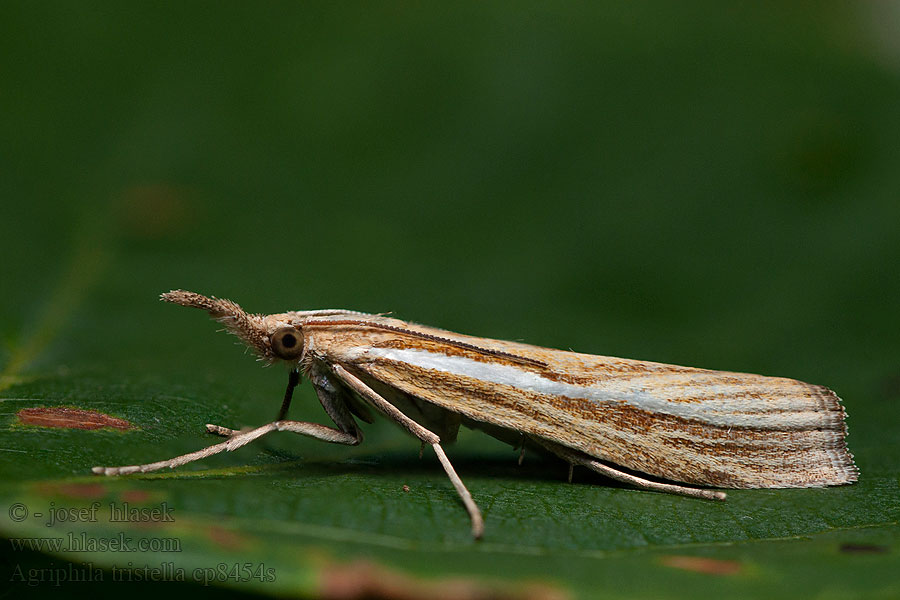 Agriphila tristella