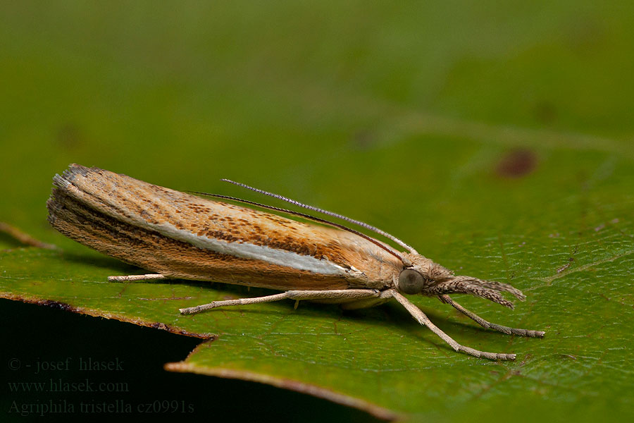 Agriphila tristella