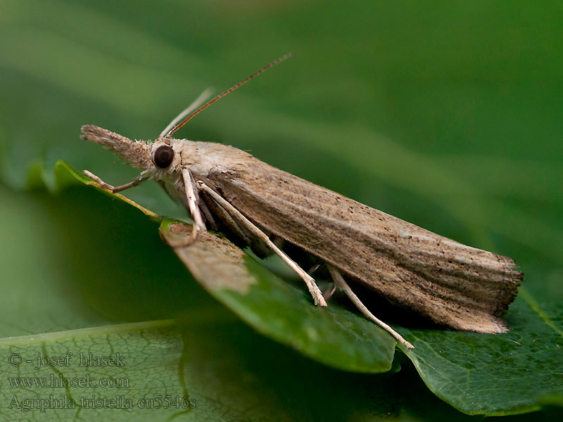 Isoheinäkoisa Agriphila tristella