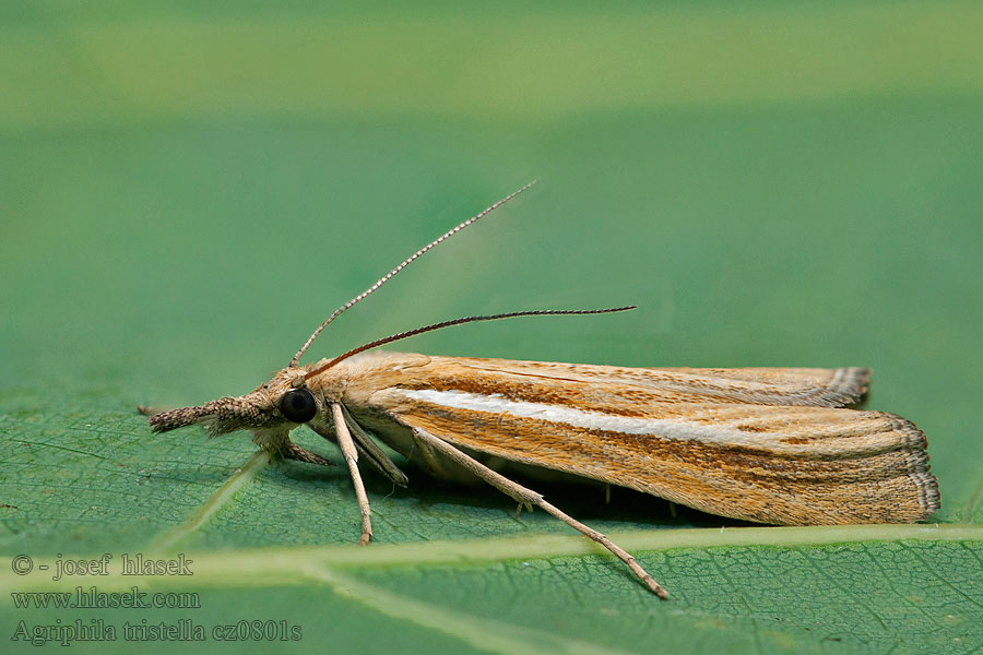 Agriphila tristella