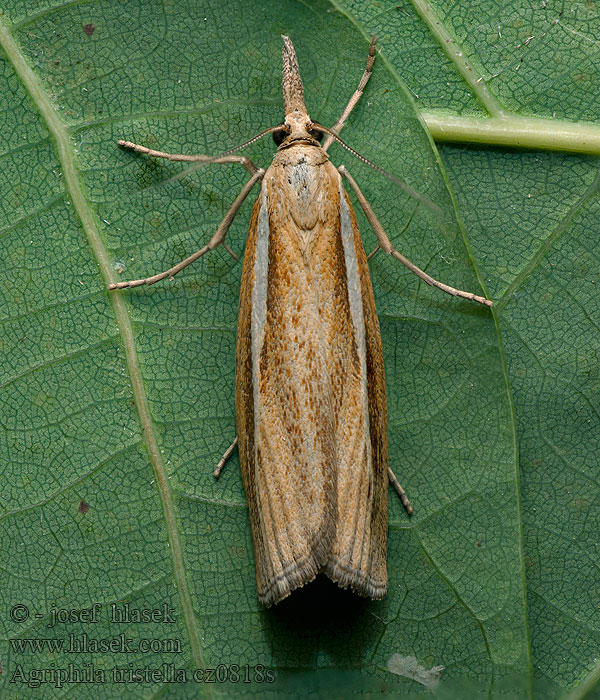 Agriphila tristella