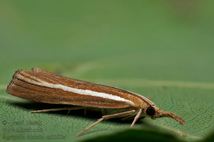 Agriphila tristella