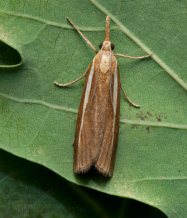 Agriphila tristella