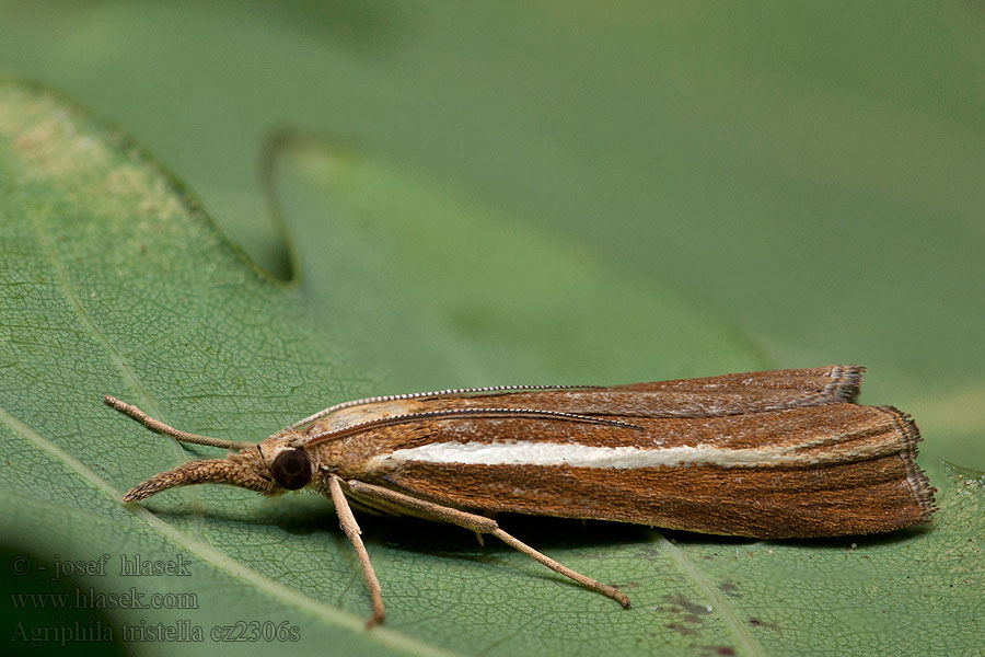 Agriphila tristella