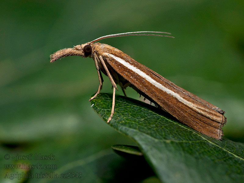 Agriphila tristella