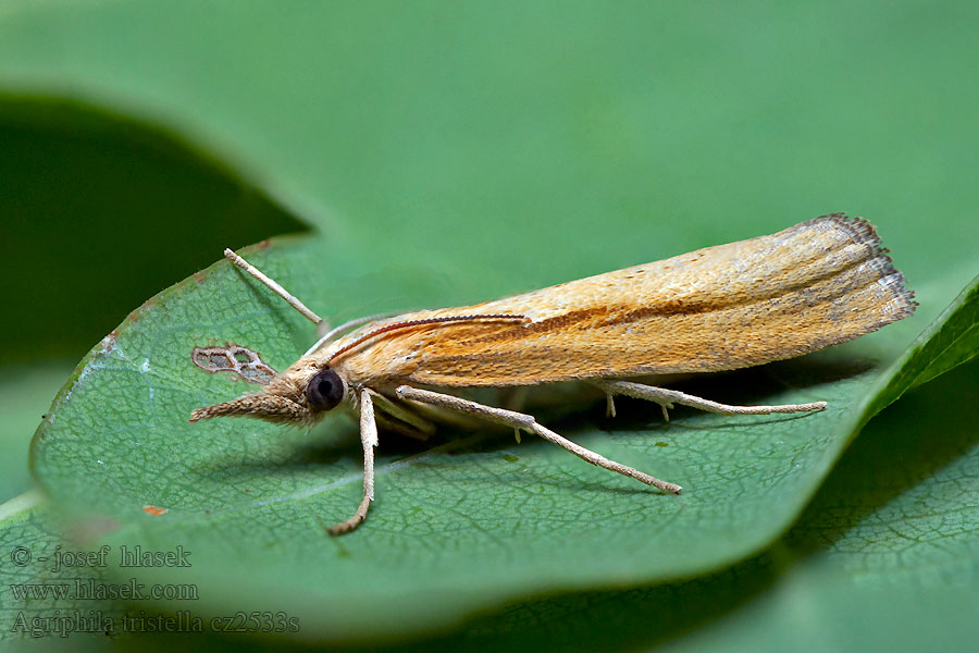 Okernebbmott Agriphila tristella