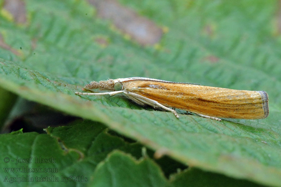 Wachlarzyk zmienniczek Agriphila tristella