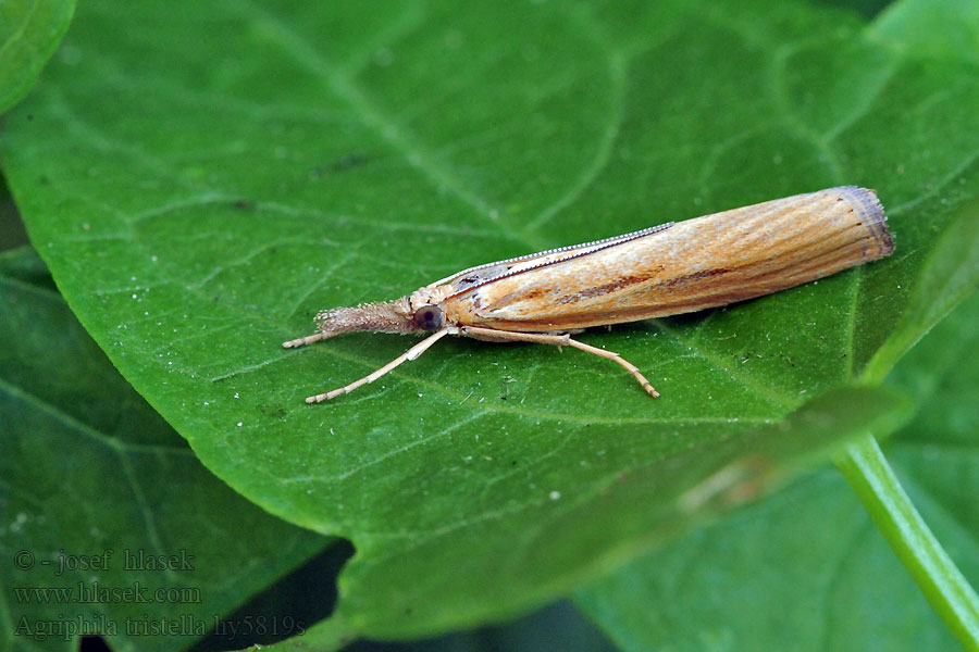 Dystert gräsmott Agriphila tristella