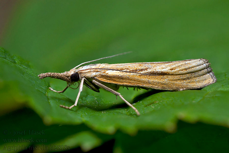 Gyászos fűgyökérmoly Agriphila tristella