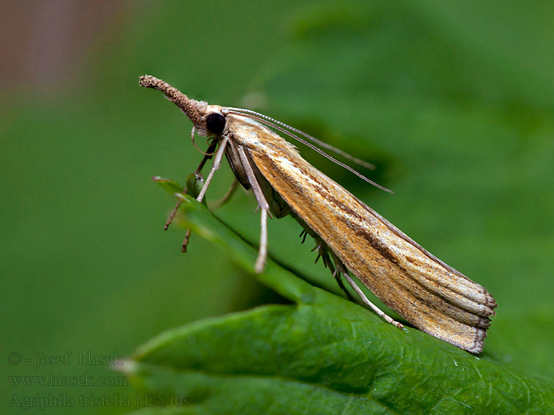 Травянка темноватая Agriphila tristella