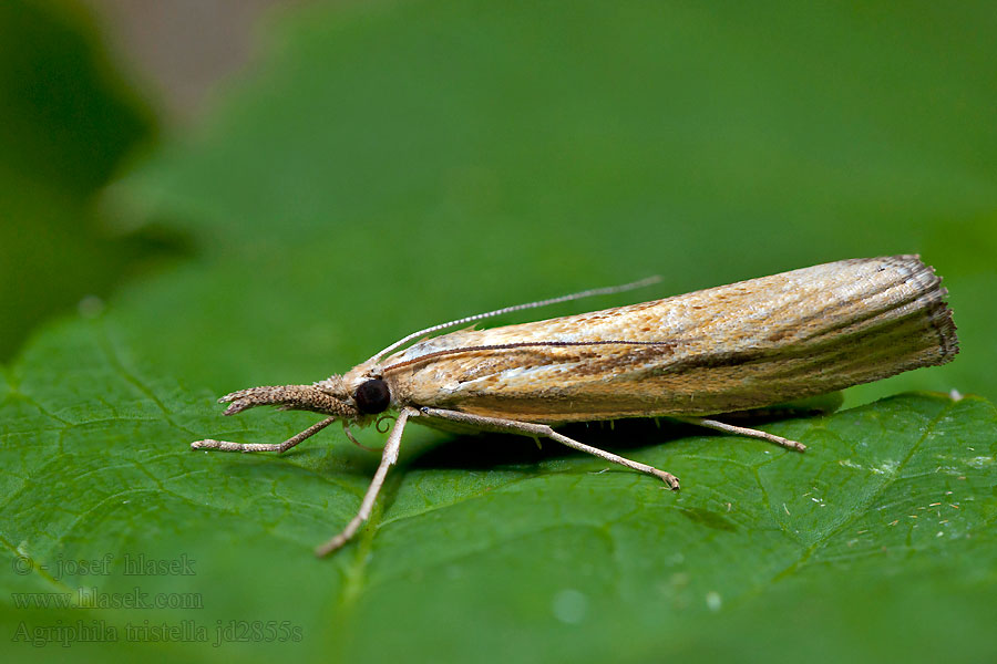 Gestreifter Graszünsler Agriphila tristella